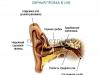 Серные пробки в ушах, как удалить самостоятельно?