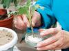 Odrezky chryzantém - najlepší spôsob rozmnožovania Zakoreňovacie odrezky chryzantém