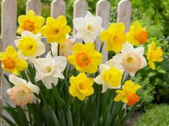 Daffodils Domy v Pot Poteled Čo robiť