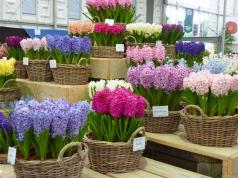 Výsadba a starostlivosť o hyacinty v interiéri