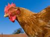 Куриные мозги Провести эксперимент с куриными яйцами