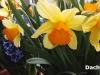 Narcisy na otvorenom priestranstve vybledli: čo robiť ďalej Narcisy v kvetináči vybledli, čo robiť ďalej