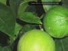 Harm a výhody čaju s bergamotom